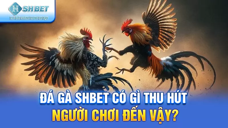 Đá gà SHBET có gì thu hút người chơi đến vậy